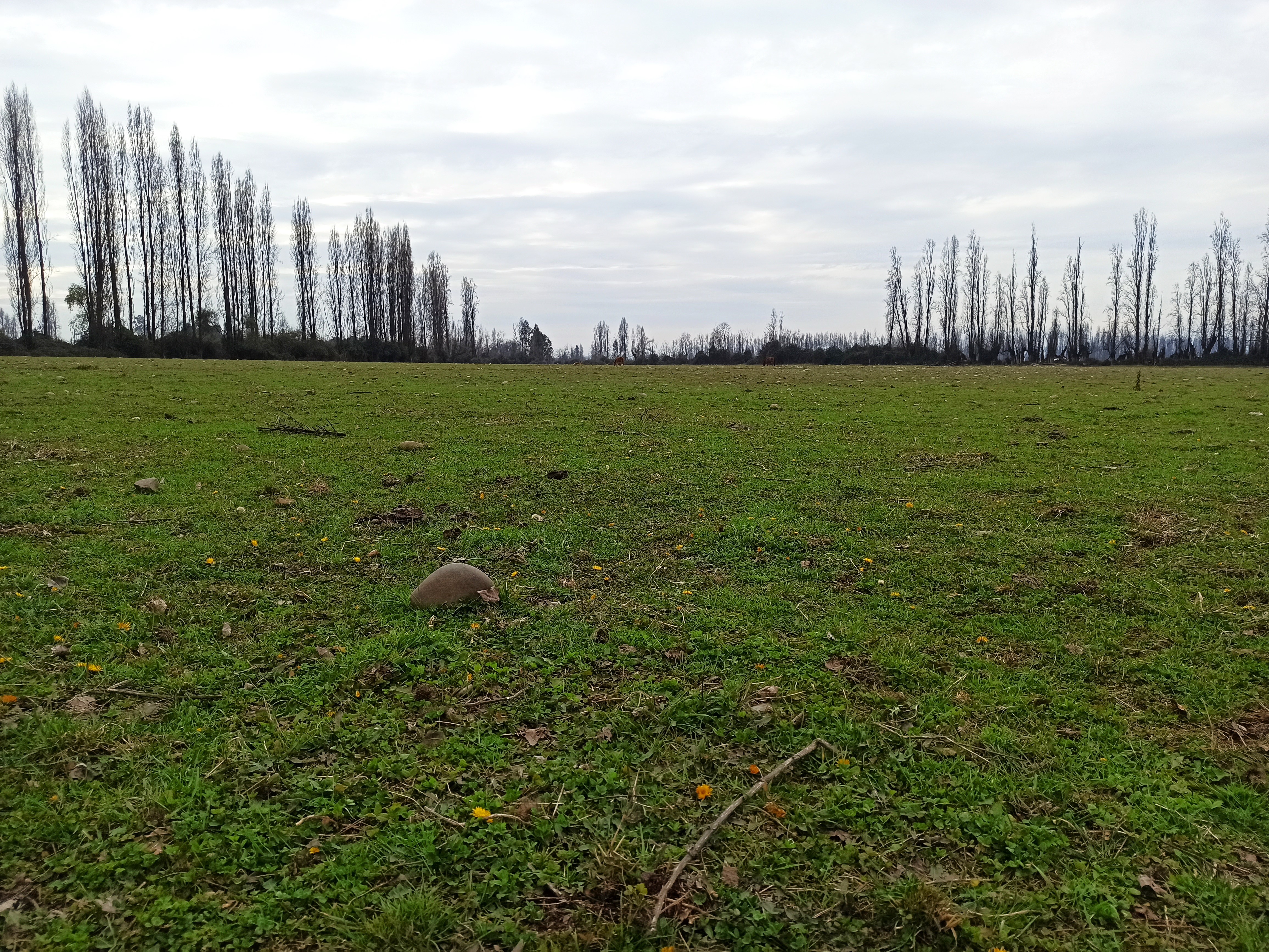 Campo en Yerbas Buenas VT780