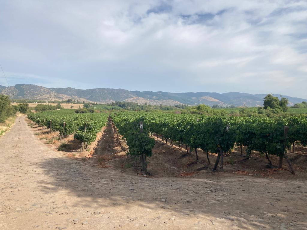 Campo en Pencahue VT731