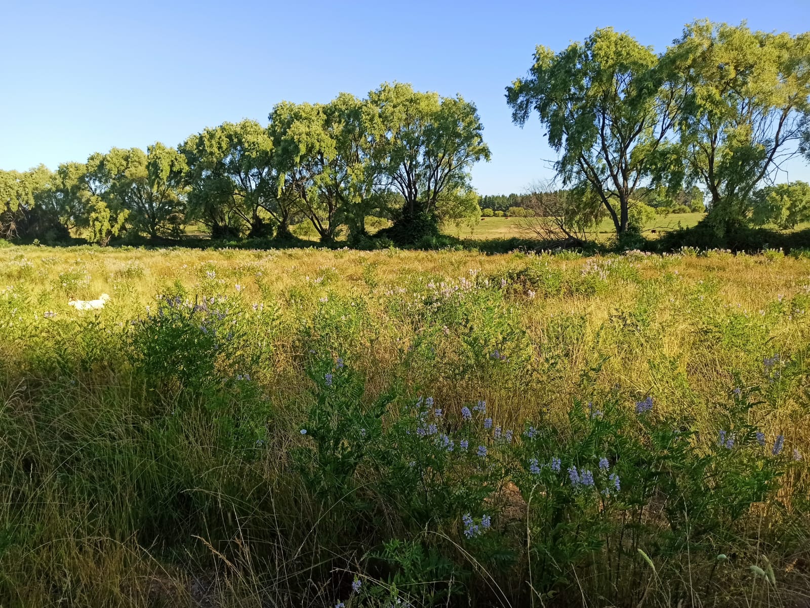 Campo en Río Claro VT789